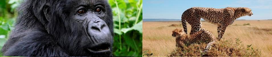 Rwanda and Kenya